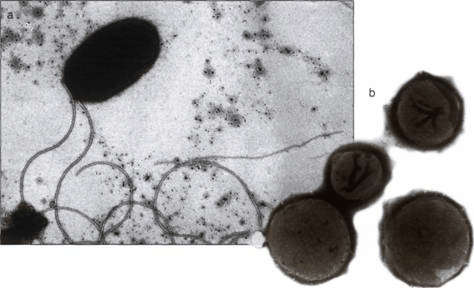 termofily-proshloe-planety-buduschee-biotehnologii